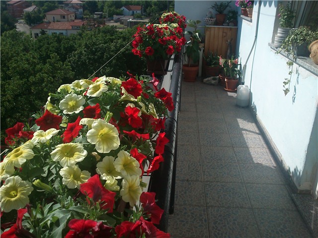 moje cvijece